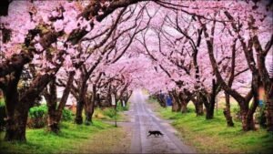 Top 10 Places to See Cherry Blossoms in India